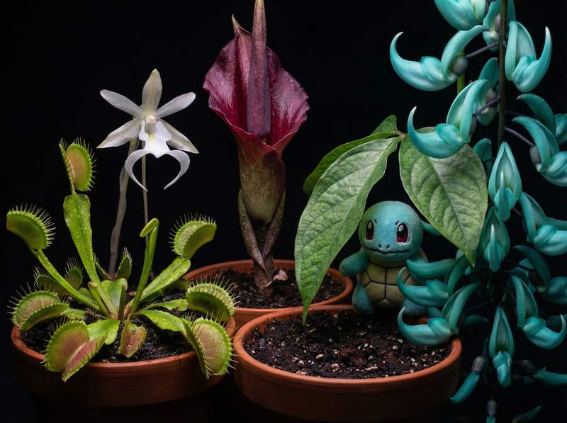 茄子视频植物视频-茄子视频植物视频：全球稀有植物视频大赏